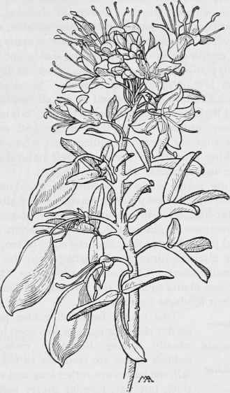 Bladderpod  lsomeris arborea