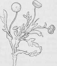 Brass Buttons Cotula coronopifolia