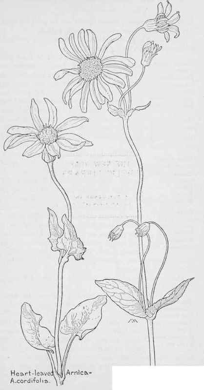 Broad leaved Arnica. A.latifolia