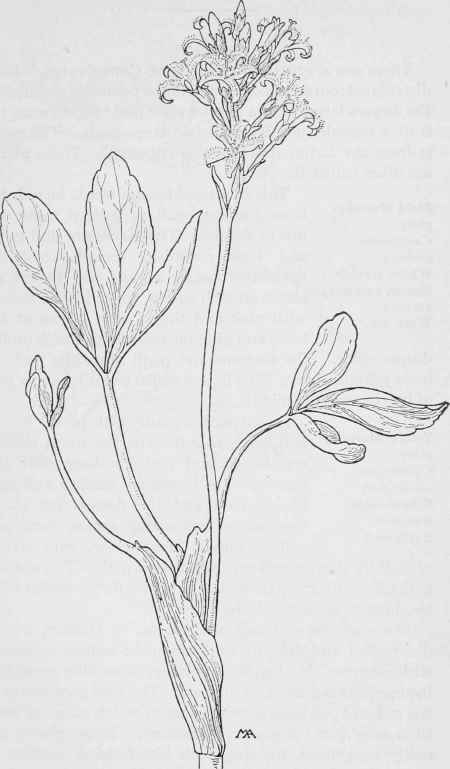 Buck bean  Menyanthes trifoliata