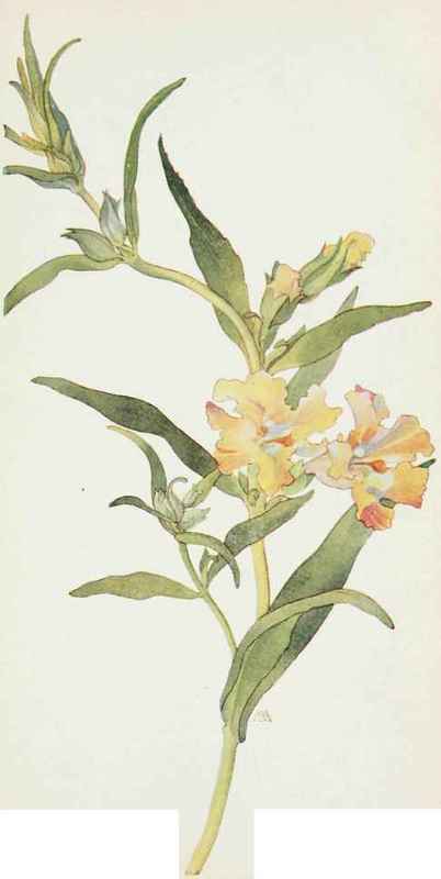 Bush Monkey flower. Diplacus longiflorus.