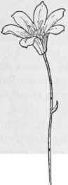 C. uni florae
