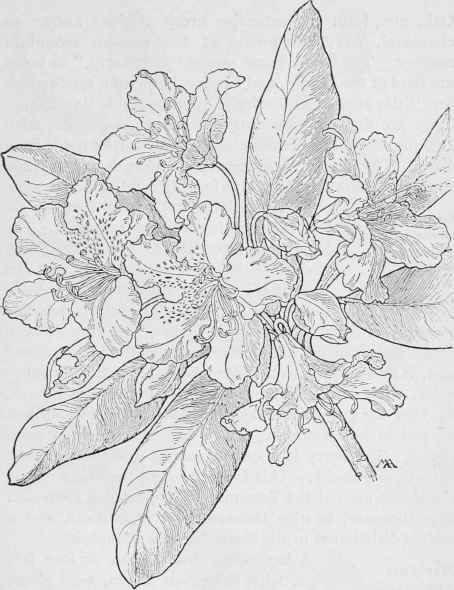 California Rose Bay  Rhododendron Californicum 