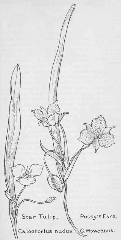 Calochortus Nudus. Calochortus Maweanu