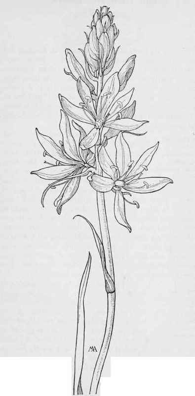 Camass. Camassia quamash