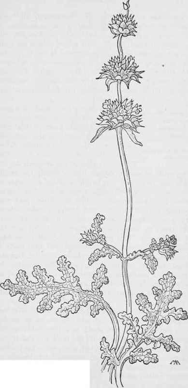 Chia  Salvi columbariae