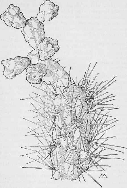 Cholla (fruit) Opunti fulgida.