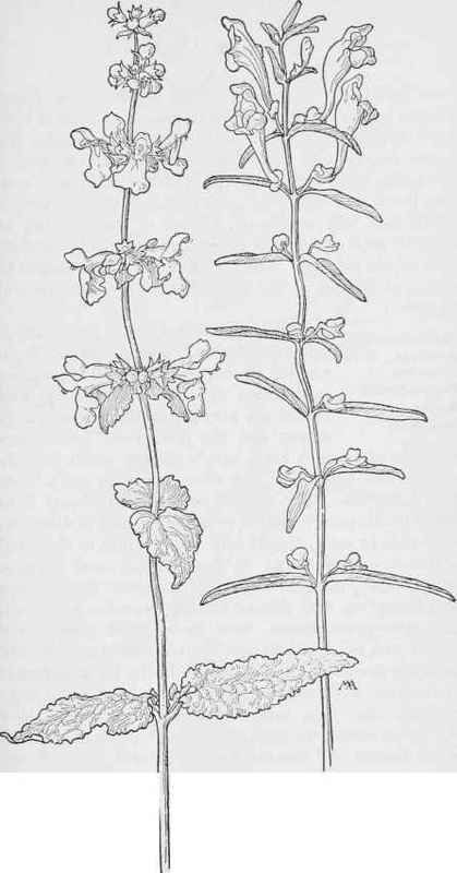 Common Hedge Nettle Stachys bullata. Skullcap Scutellaria angustifolia