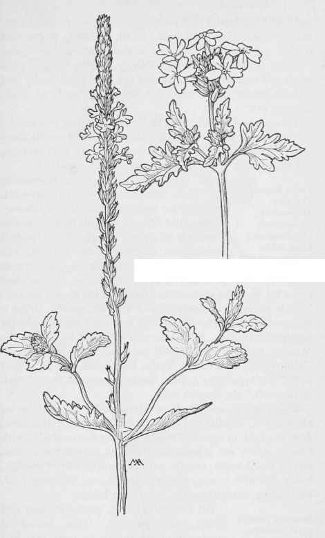 Common Vervain Verbena prostrata. Wild Verbena V.Arizonica