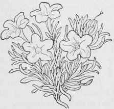 Conanthus aretioides