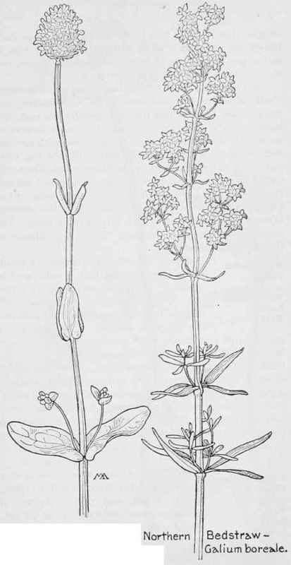 Corn salad Valerianeilla macrosera