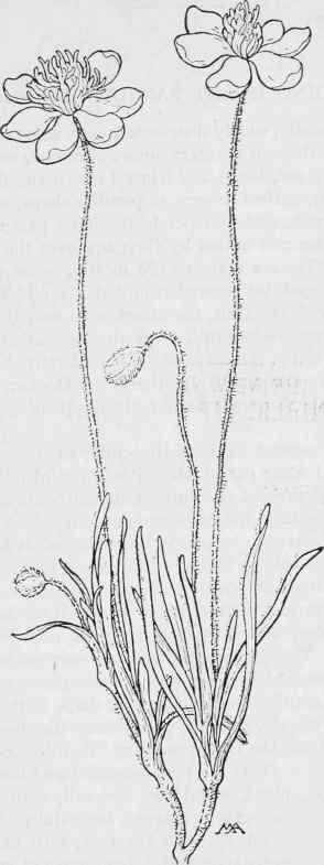 Cream cups  PlatystemonCalifornicus
