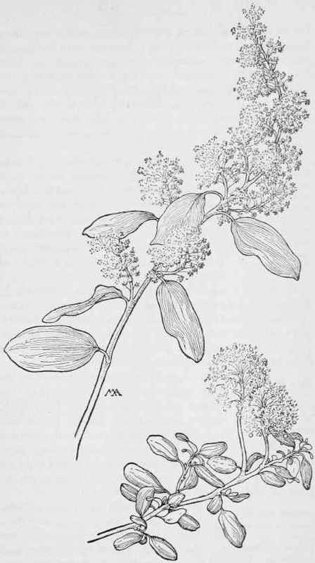 Deer Brush Blue Mountain Lilac. Ceanothus integerrimus. C.parvifolius