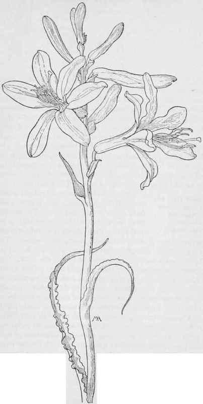 Desert Lily. Hesperocallis undulata