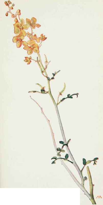 Desert Senna. Cassia armata.