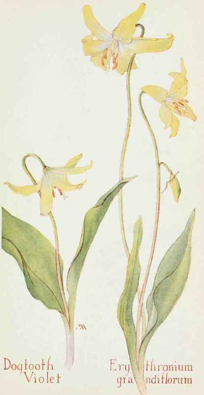 Easter Bells. Dog-Tooth Violet. Erythronium Grandiflorum