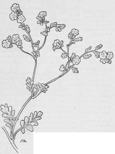 Emmenanthe lutea.