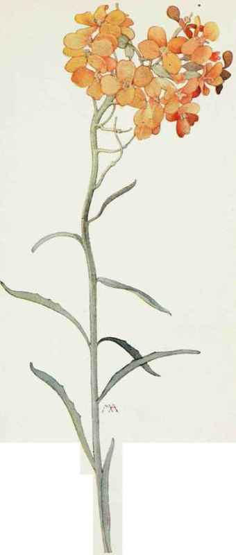 Erysimum asperurn. Western Wall flower.