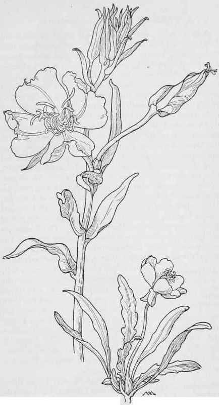 Evening Primrose Onagra Hookeri. Sun cups Lavauxia. primiveris