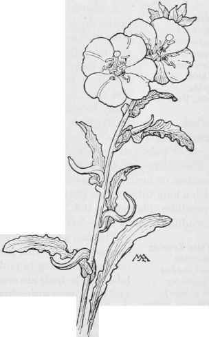 Evenlng Primrose S bisiorta
