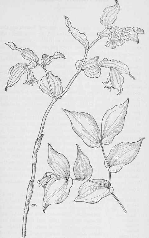 Fairy Bells. Disporum trachycarpum. Drops of Gold