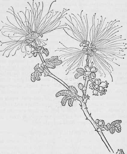 FairyDusters  Calliandraeriophylta