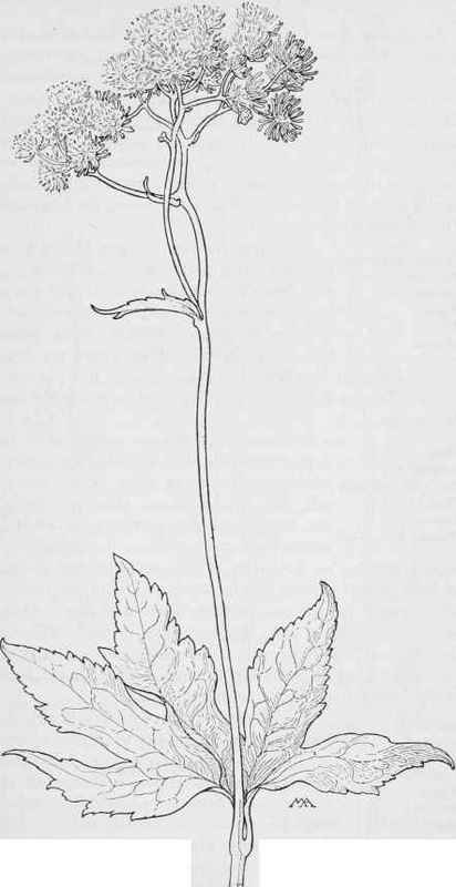False Bugbane  Trautvetteria grandis