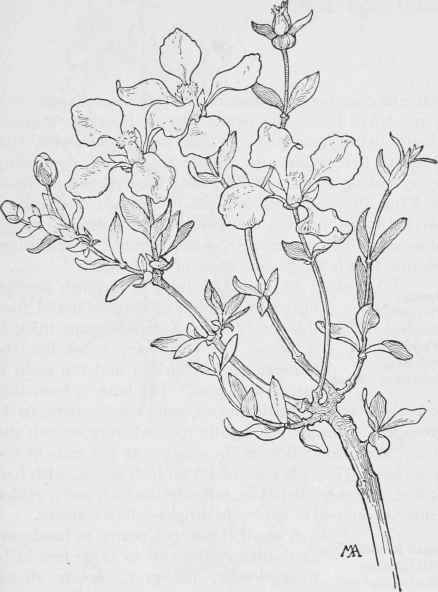 Fendlera rupicola