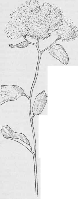 Flat top Meadow sweet Spiraea corymbosa.
