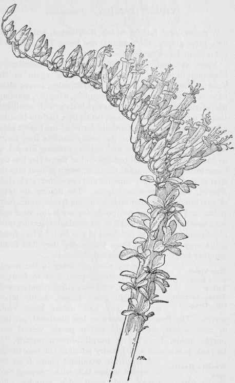 Fleming Sword Fouquiera splendens