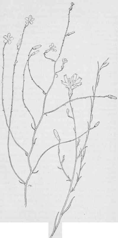 Flowering straw Ptilorib, pauciflora Desert Pink  Ptiloria Wrightii, 