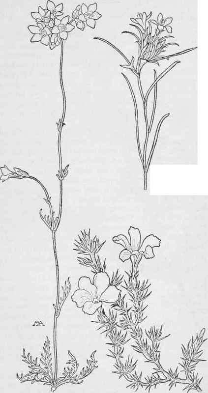 G.multicaulis. Downy Gilia G.floccosa. Small Prickly Gilia G.pungeas
