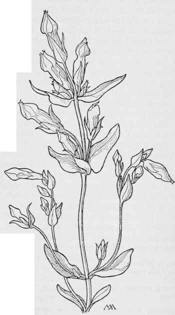 Gentian G.propinqua