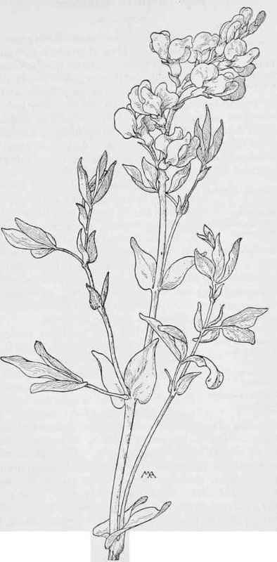 GoldenPea  Thermopsis montana