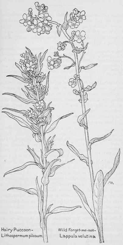 Hairy Puccoon Lithospermum Pilbsum Yellow Spring S 385