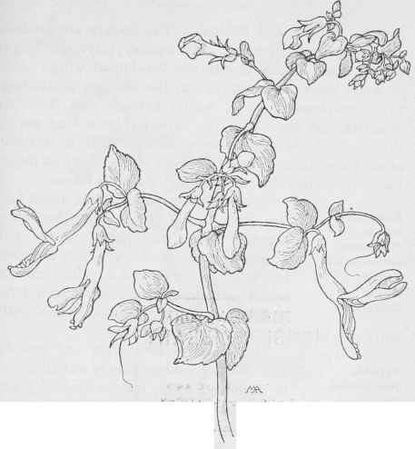 Honeysuckle Penstemon P.cordifolius.