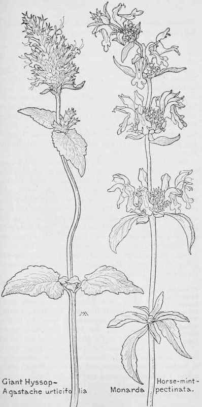 Horse Mint Monarda Pectinala M Citriodora In Part  409