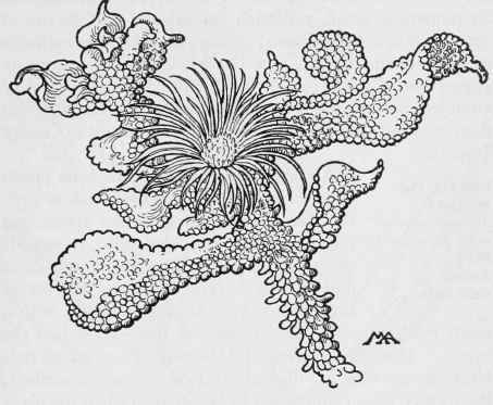 Ice plant Mesembryanthemum crystallinum