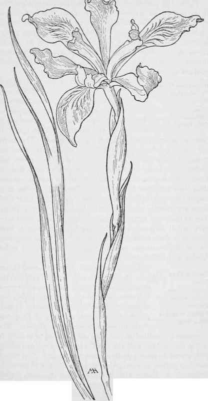 Iris Douglasiana