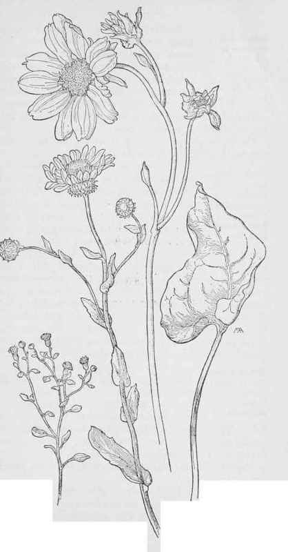 Laphamia. biseiosa. Gum Plant  Grindelia, latifolia. Arrow leaf Balsam root Balsamorrhiza sagittata