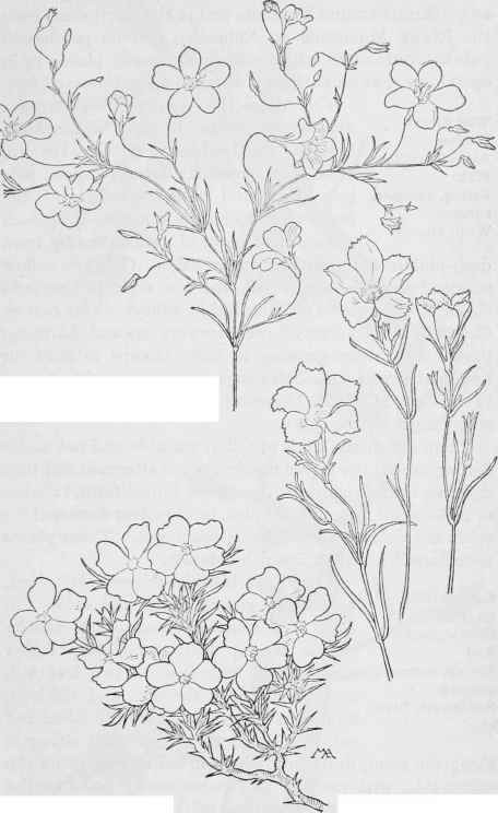 Linanthus liniflorus. Alpine Phlox Phlox Doucjlasii Ground Pink Linanthus dianthiflorus