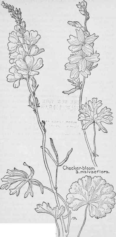 Mallow Sidalcea Neo Mexicana
