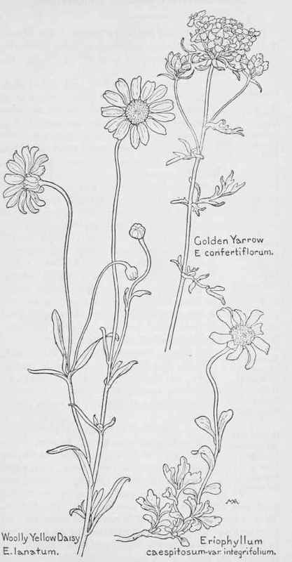 Mayweed Chamomile Dog Fennel Anthemis Cotula White 477