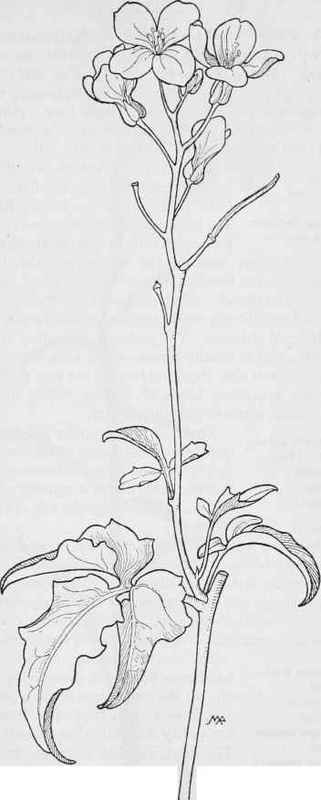 Milk Maids Dentaria Californica