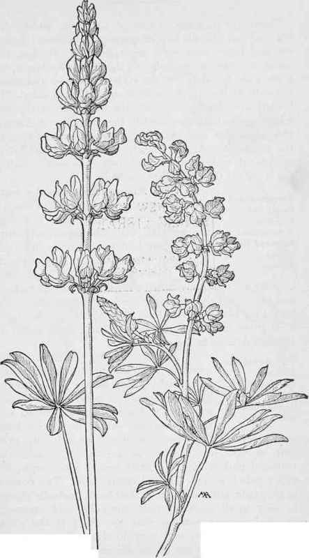 Milk white Lupine Lupmus tacteus Quaker Bonnets L.laxiflorus