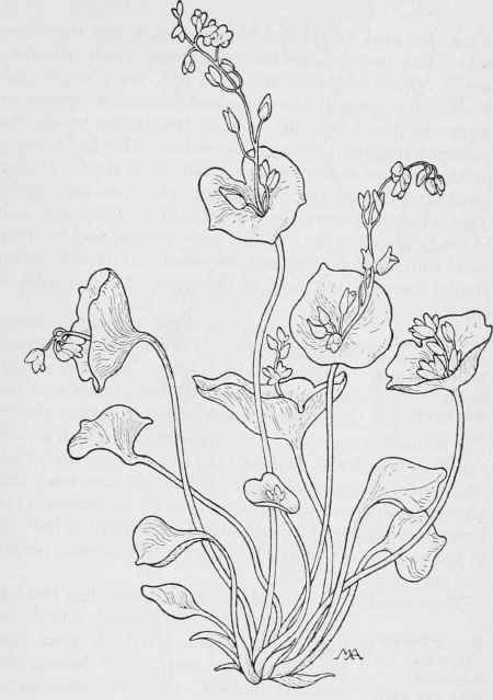 Miner's Lettuce  Montia parviflora