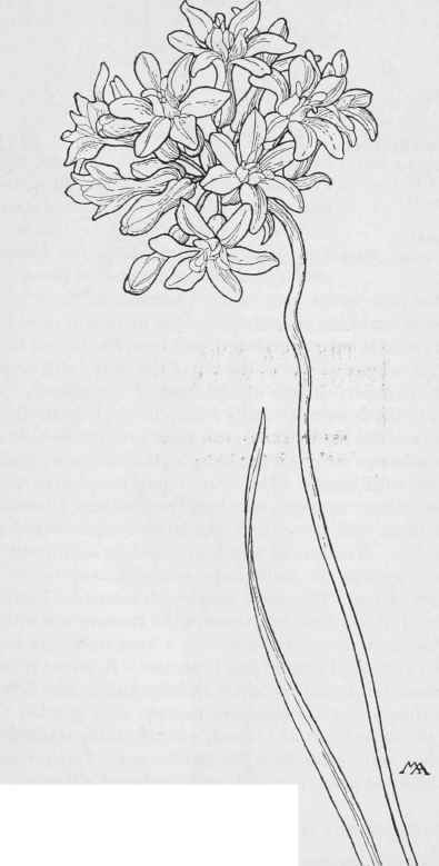 Ookow. Brodiaea, congesta
