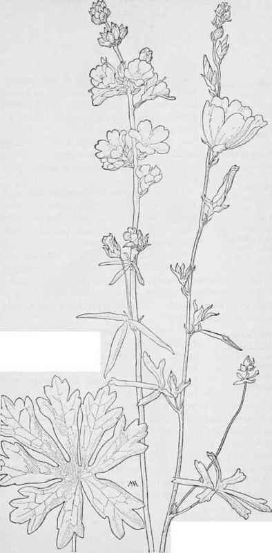 Oregon Mallow Sidalcea. Oregana. Rose Mallow S Californica
