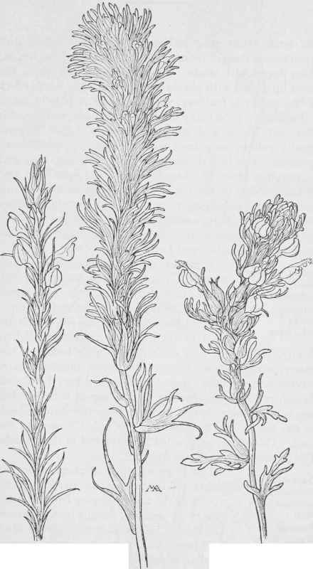 Owls clover  O. purpureo albus. Owl's clover O. exsertus. Escobita, Orthocarpus densiflorus.