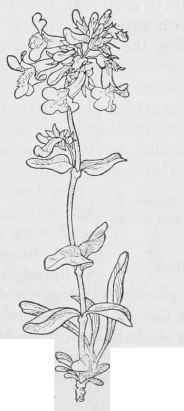 P.confertus